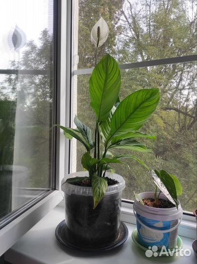 Спатифиллум