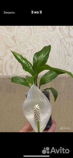 Спатифиллум