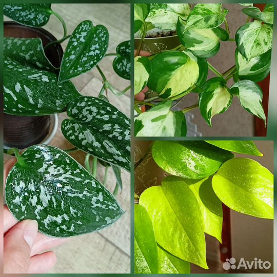 Сциндапсусы/эпипремнумы