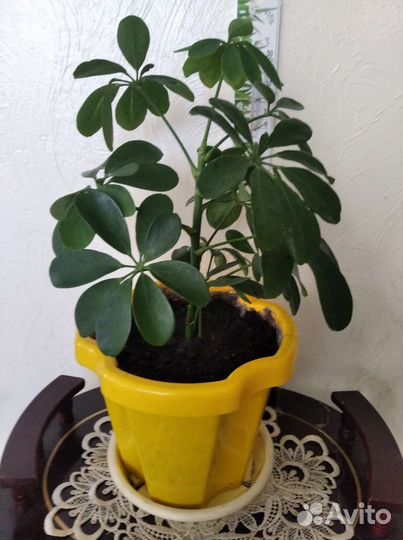 Диффенбахия, шеффлера, юкка