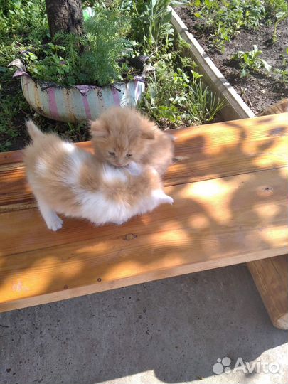 Отдам котят