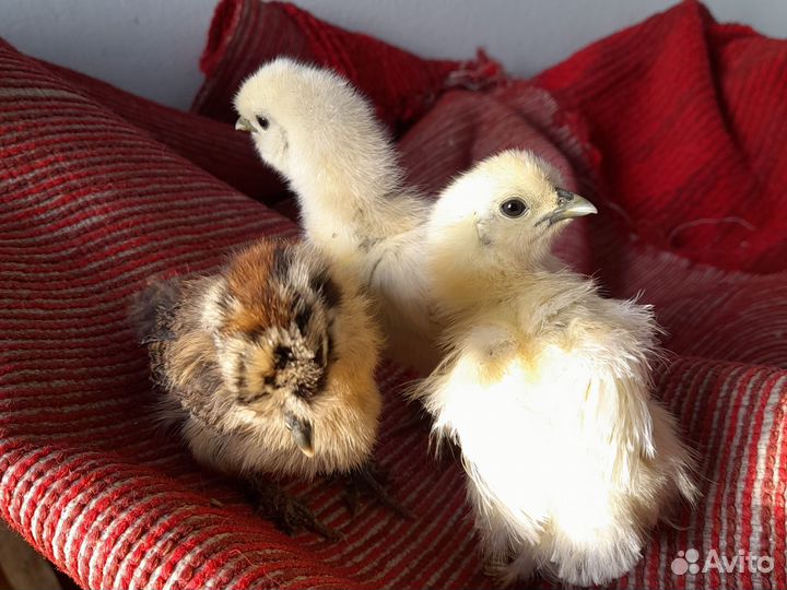 Цветное яйцо породных кур