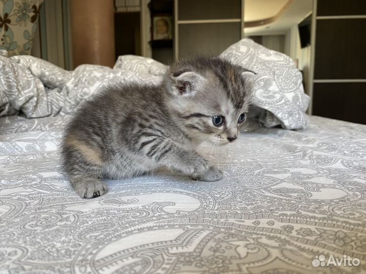Котята в добрые руки 1 месяц