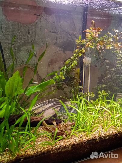 Людвигия рубин