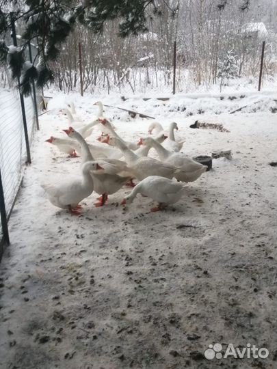 Продажа домашней птицы