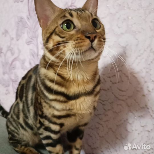 Бенгальский кот