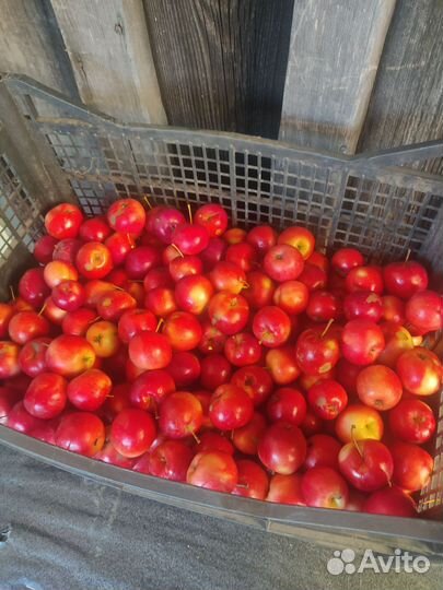 Яблоки китайка