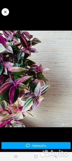 Традесканция триколор, роза