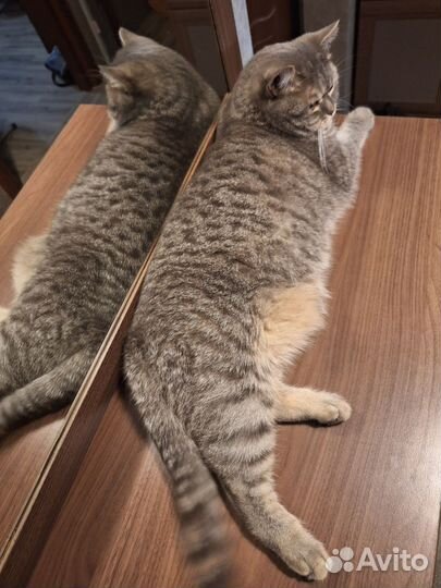 Шотландский кот в добрые руки