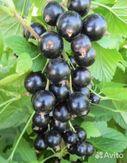 Чёрная смородина саженцы 3х лет