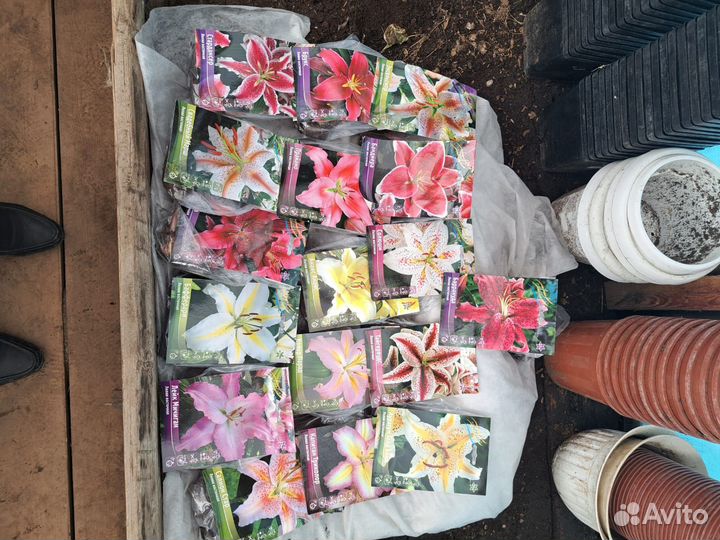 Цветы лилии луковицы