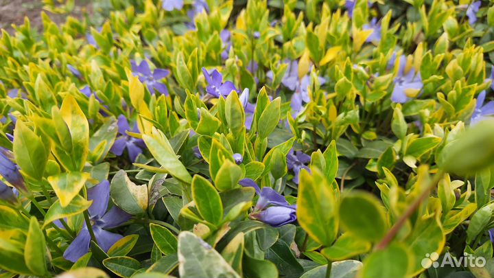 Барвинок малый (4 сорта)