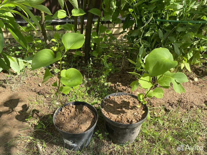 Сирень махровая