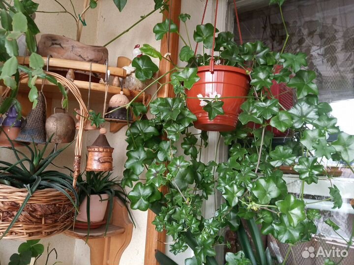 Пеларгония плющелистная