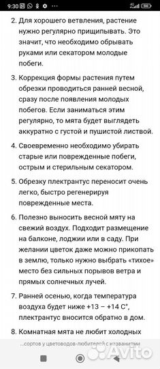 Плектрантус Variagata