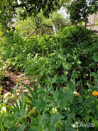 Цветы дельфиниума голубого и колокольчик садового