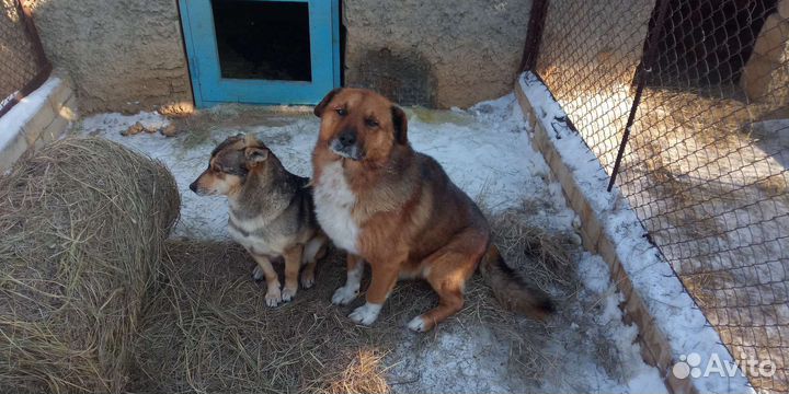 Мистер Собак