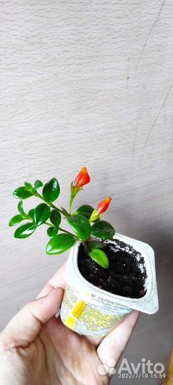 Комнатные растения