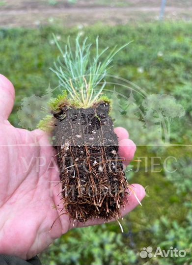 Горная сосна Мугус с зкс сеянцы