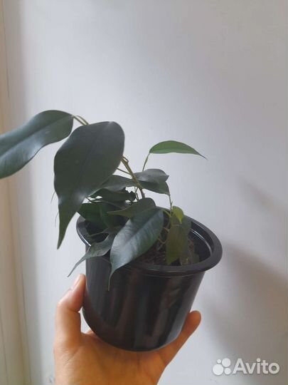 Молочай беложильчатый, фикус