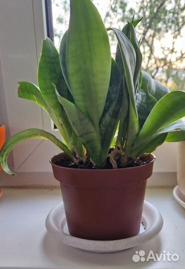 Сансевиерия Ханни