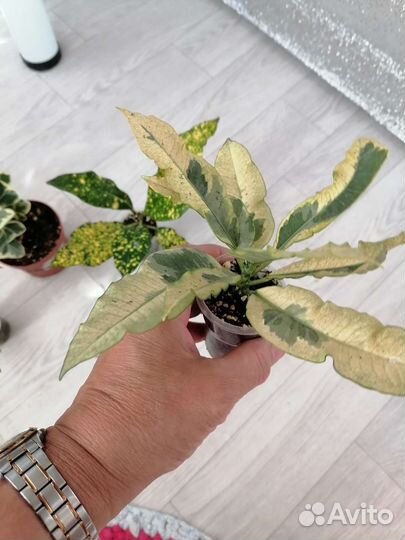 Фикус Триангулярис Вайт Марджин