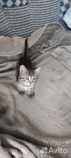 Котята
