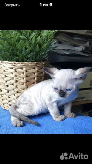 Кошечка куколка девон рекс голубоглазая