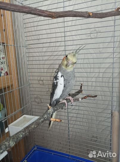 Попугай корелла с клеткой