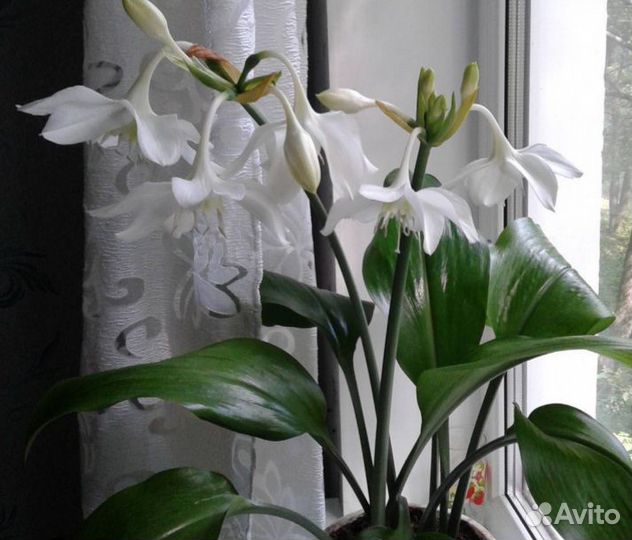 Эухарис амазонская лилия