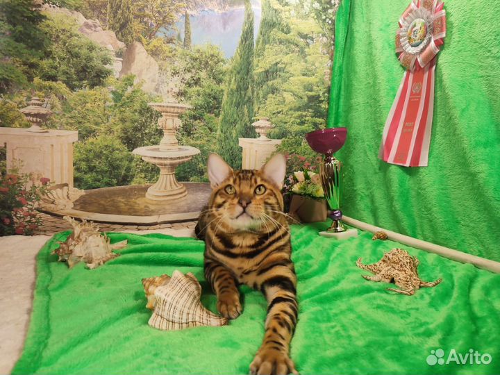 Бенгальский кот вязка