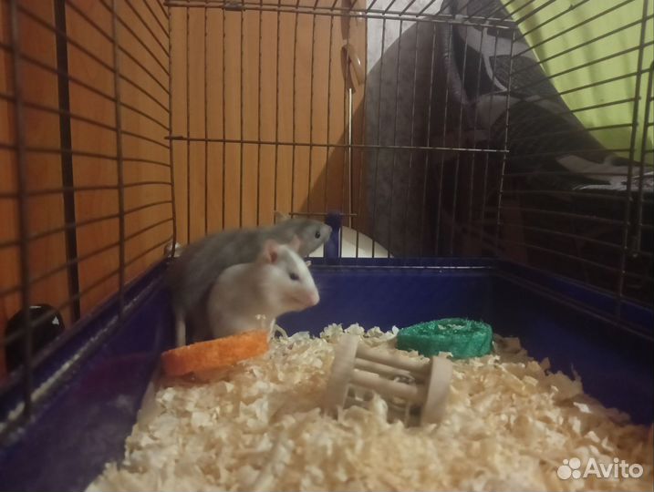 Декоративная крыса дамбо