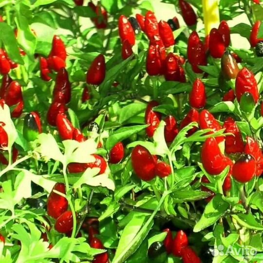 Острые комнатные перцы