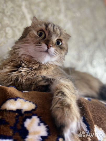 Кошка на вязку