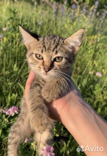 Полосатый котенок девочка