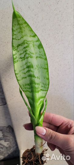Сансевиерия футура вариегатная