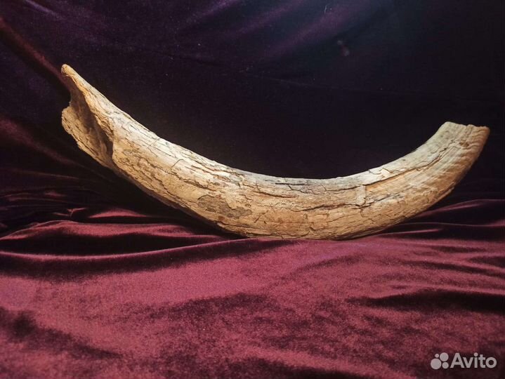 Бивень мамонта раскопки Новгородской области