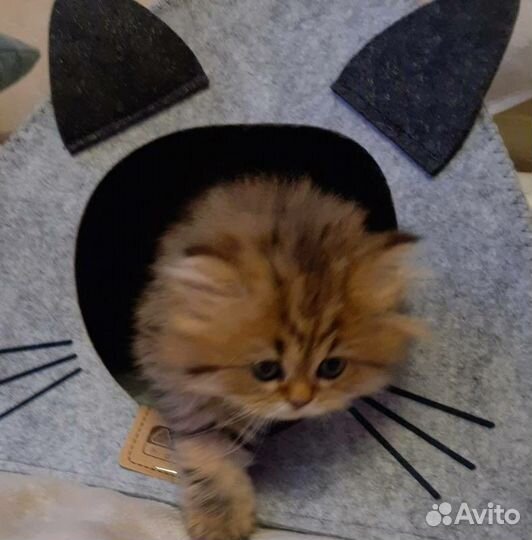 Золотые котята