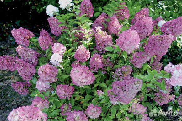 Гортензия метельчатая