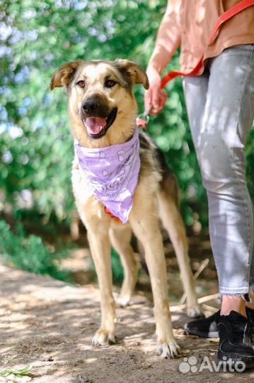 Собака в добрые руки отдам бесплатно