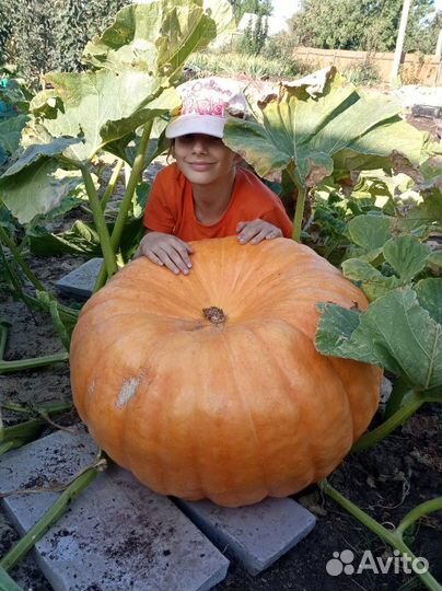 Семена тыквы