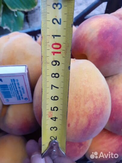 Саженцы персика