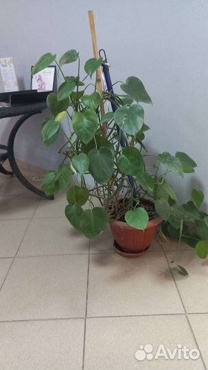 Комнатные растения цветы