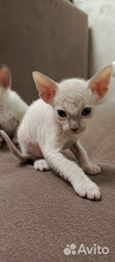 Котята сфинкс