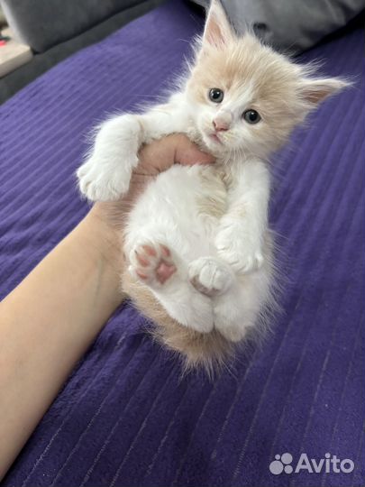 Котята мейн-кун