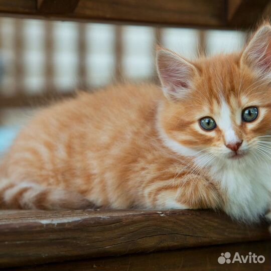 Отдам в добрые руки маленькую кошечку