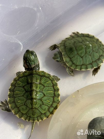 Красноухая черепаха маленькая