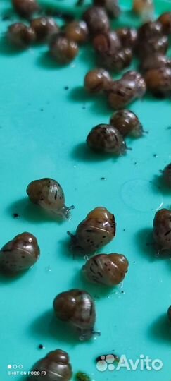 Улитки ахатины ретикулята