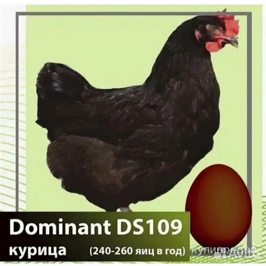 Цыплята несушки