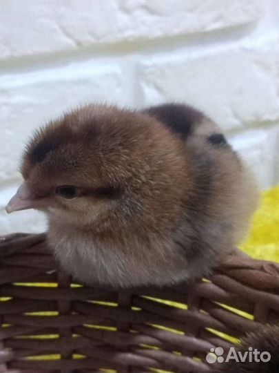 Цыплята Доминант